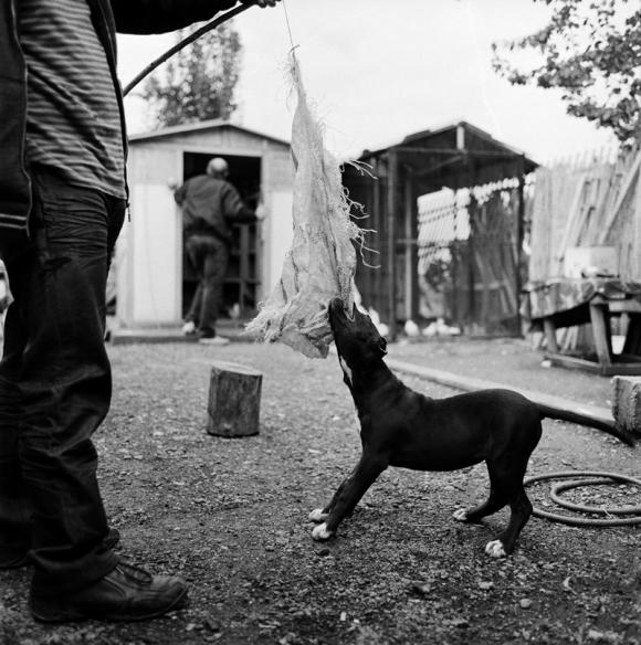 We are dogs! © Jaka Babnik