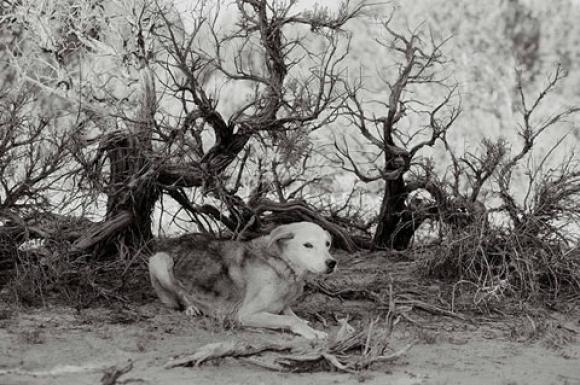 Nancy LeVine, Springfeather, 17 years old, Kanab, Utah