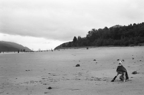 Nancy LeVine, Java 14,5 Jahr alt, Juneau, Alaska Nancy LeVine, Java 14,5 years old, Juneau, Alaska