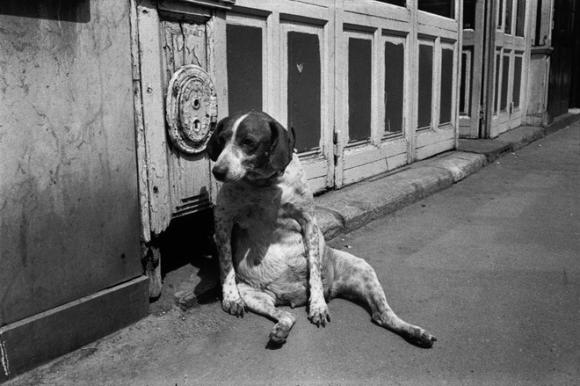 Richard Kalvar, France, Paris, Rue de l'Ouest, Tired Dog, 1974