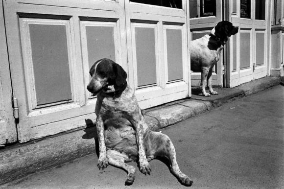 Richard Kalvar, France, Paris, Rue de l'Ouest, Tired Dog and Friend, 1975