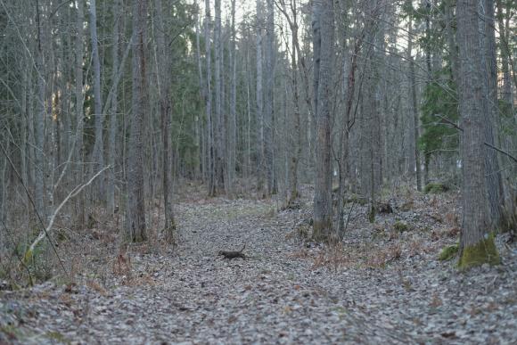 Marcello in Forest, 2014 © Elina Brotherus