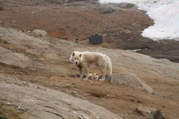 Tassilaq und Kummiut in Ostgrönland, Foto: Marion Löcker