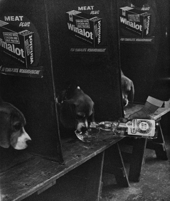 Shirley Baker, Dog Show 1961-1978