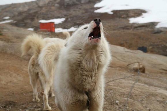 Tassilaq und Kummiut in Ostgrönland, Foto: Marion Löcker