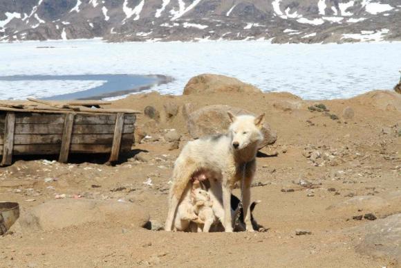 Mama mit Kindern, Tassilaq und Kummiut in Ostgrönland, Foto: Marion Löcker