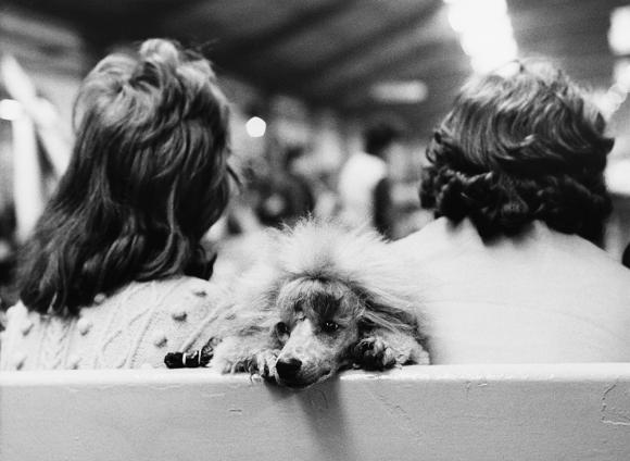 Shirley Baker, Dog Show 1961-1978