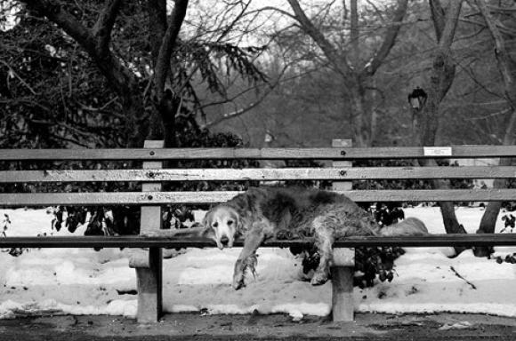 Nancy LeVine, Cooper, 15 years old, New York City