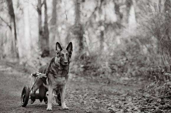 Nancy LeVine, Abby, 9 Jahre alt, Mercer Island, Washington Nancy LeVine, Abby, 9 years old, Mercer Island, Washington