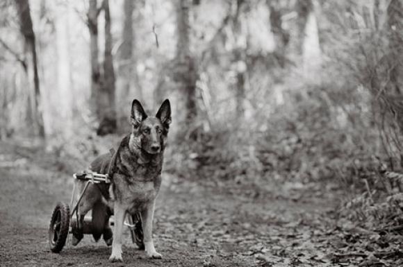 Nancy LeVine, Abby, 9 years old, Mercer Island, Washington