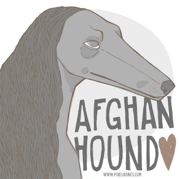 Afghanhound © Julia Henkel