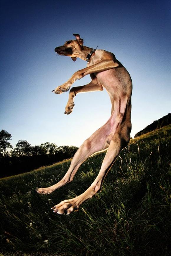 Windhund auf dem Cobenzl © Seth Castel
