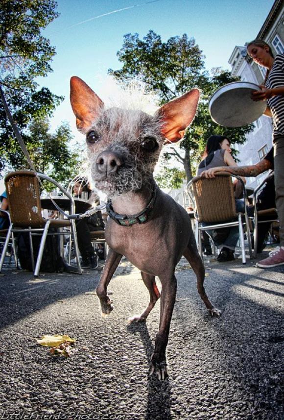 Frijolita am Yppenplatz © Seth Casteel