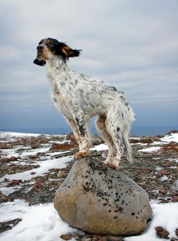 Arnold Corey, Crazy the dog and finnmark boulder, 2008