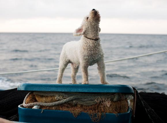 Arnold Corey, Pure Seine Guardian, 2010