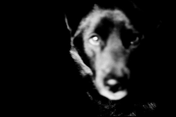 Man and dog © Hajime Kimura