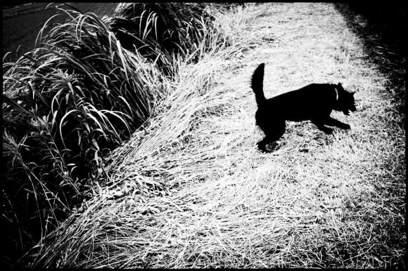 Man and dog © Hajime Kimura