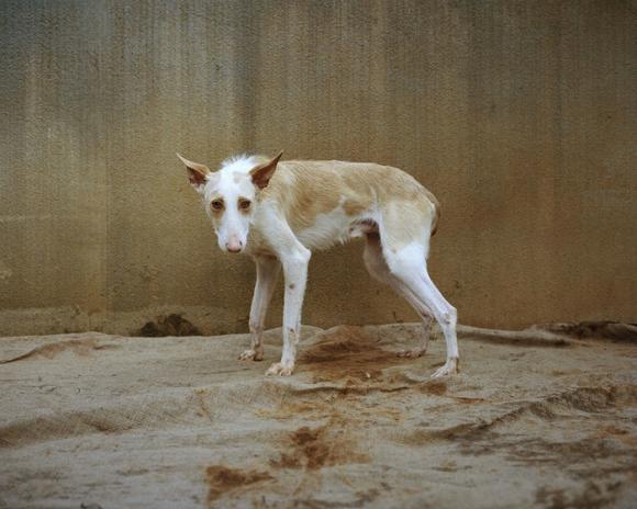 The smaller Podenco © Martin Usborne