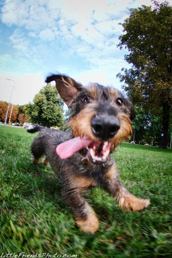 Cookie im Prater © Seth Casteel