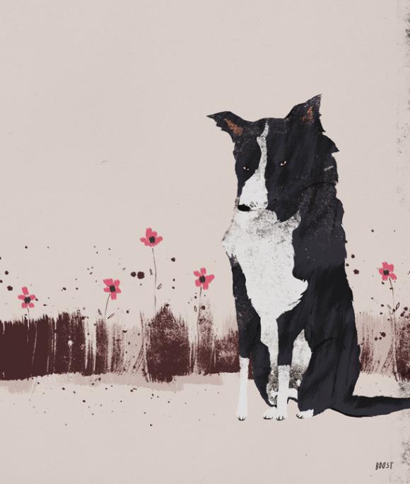 Boost, Bordercollie © Anja Zaharanski