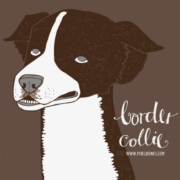 Border Collie © Julia Henkel