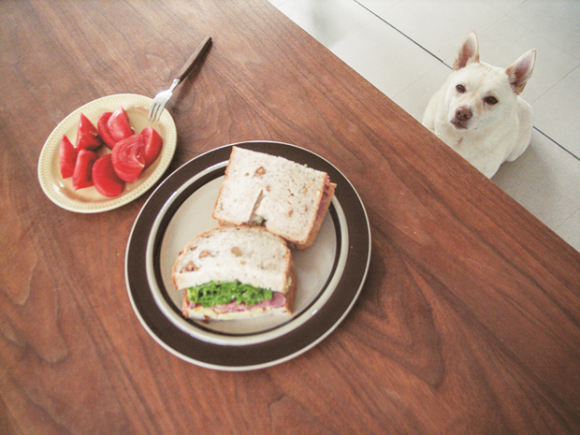 Bread and a Dog © Natsuko Kuwahara