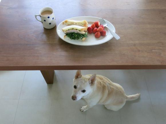 Bread and a Dog © Natsuko Kuwahara
