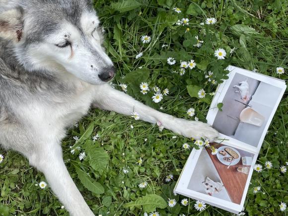 Bread and a Dog mit Hedy, Foto Petra Hartl
