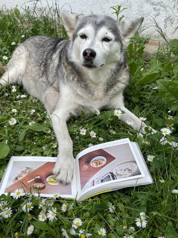 Bread and a Dog mit Hedy, Foto Petra Hartl