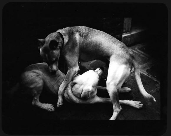 ©Giacomo Brunelli