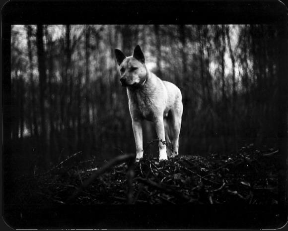 ©Giacomo Brunelli