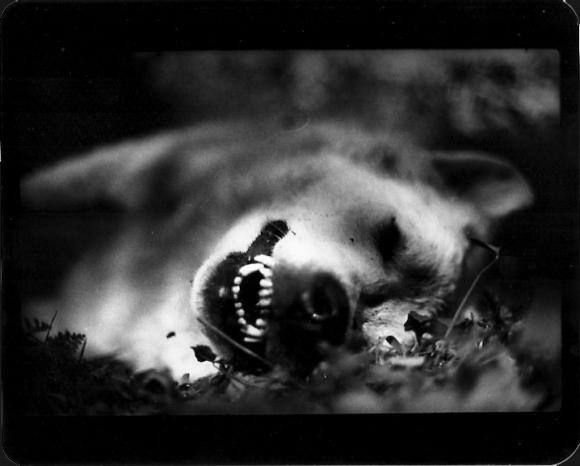 ©Giacomo Brunelli