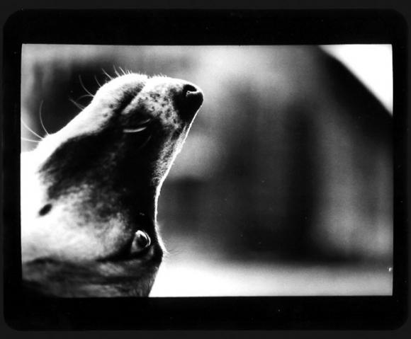 ©Giacomo Brunelli