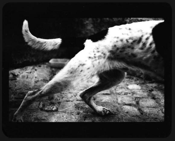 ©Giacomo Brunelli