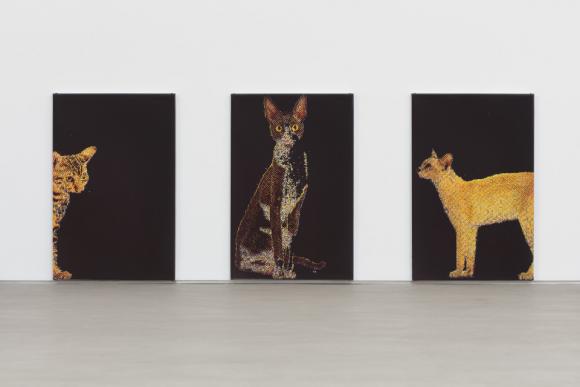 C & D (Cats) 1, 2, 3, 2016 © Zak Kitnick