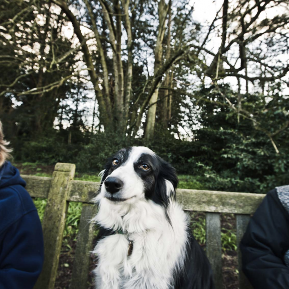 Ciren Dogs © George Brooks