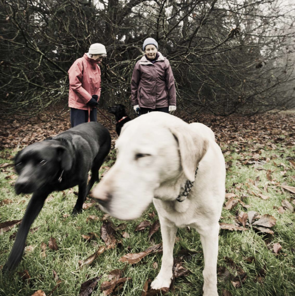 Ciren Dogs © George Brooks