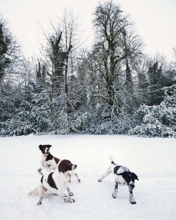 Ciren Dogs © George Brooks