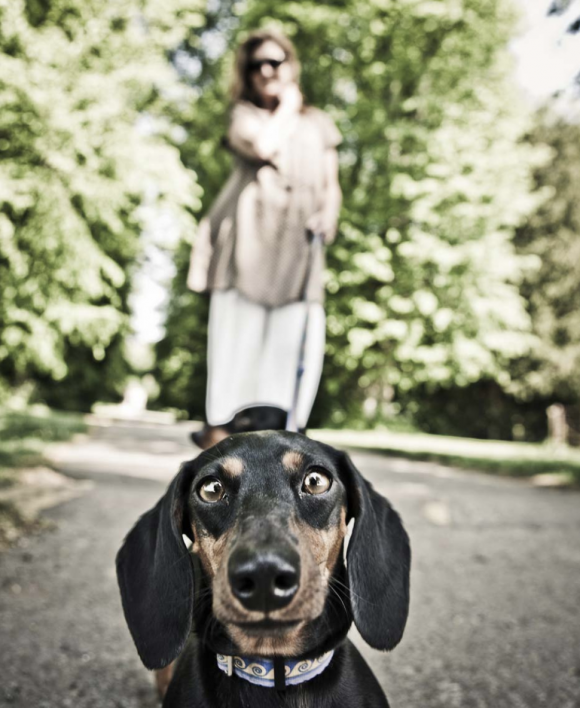 Ciren Dogs © George Brooks