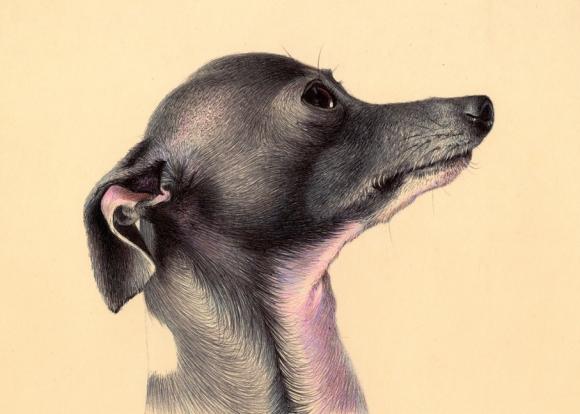 colored ballpoint pen © Nicolas V. Sanchez