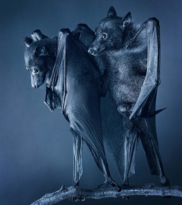 Compassion Bats © Tim Flach