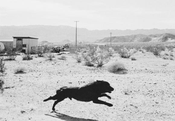 Dogs Chasing My Car in the Desert © John Divola