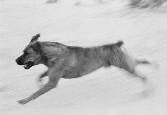 Dogs Chasing My Car in the Desert © John Divola