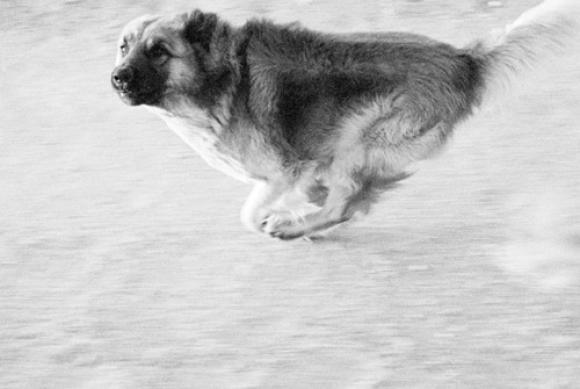 Dogs Chasing My Car in the Desert © John Divola