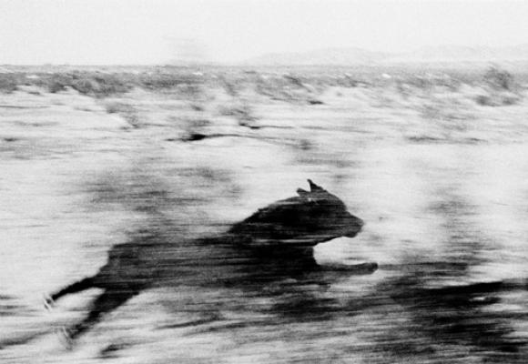 Dogs Chasing My Car in the Desert © John Divola