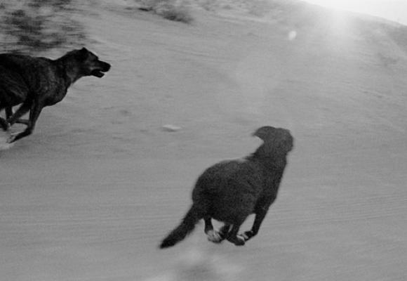 Dogs Chasing My Car in the Desert © John Divola