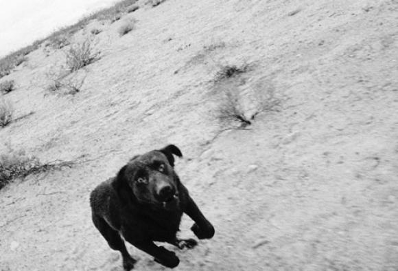 Dogs Chasing My Car in the Desert © John Divola