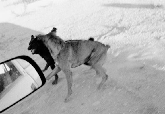 Dogs Chasing My Car in the Desert © John Divola