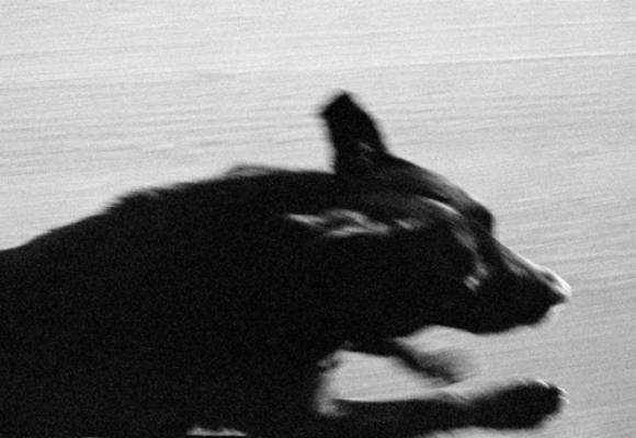 Dogs Chasing My Car in the Desert © John Divola