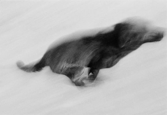 Dogs Chasing My Car in the Desert © John Divola